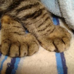 cat paws