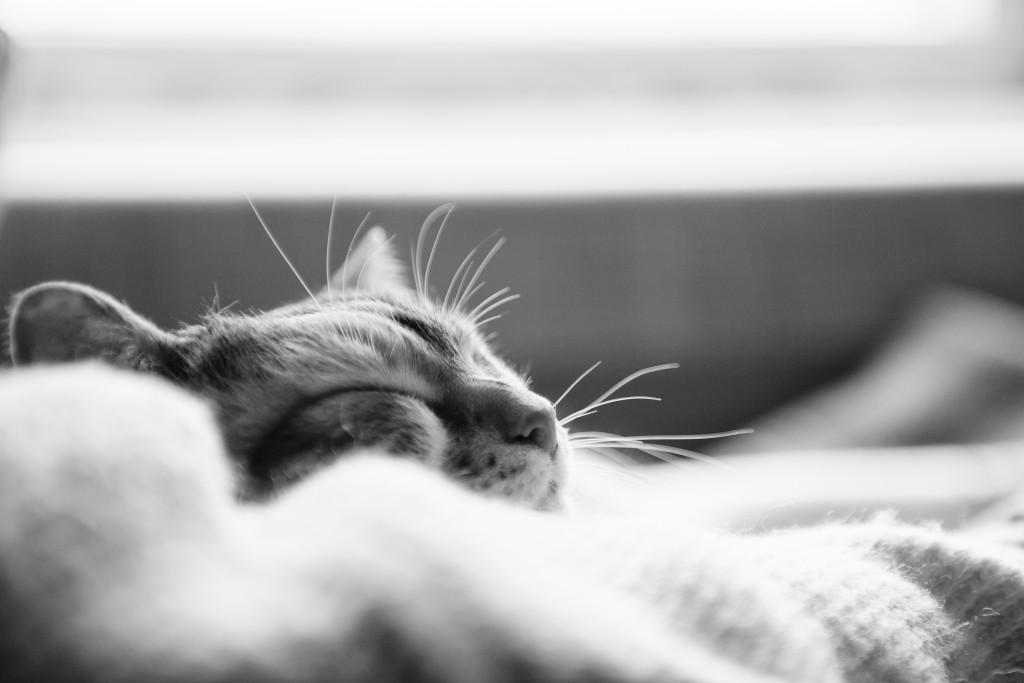 cat sleeping