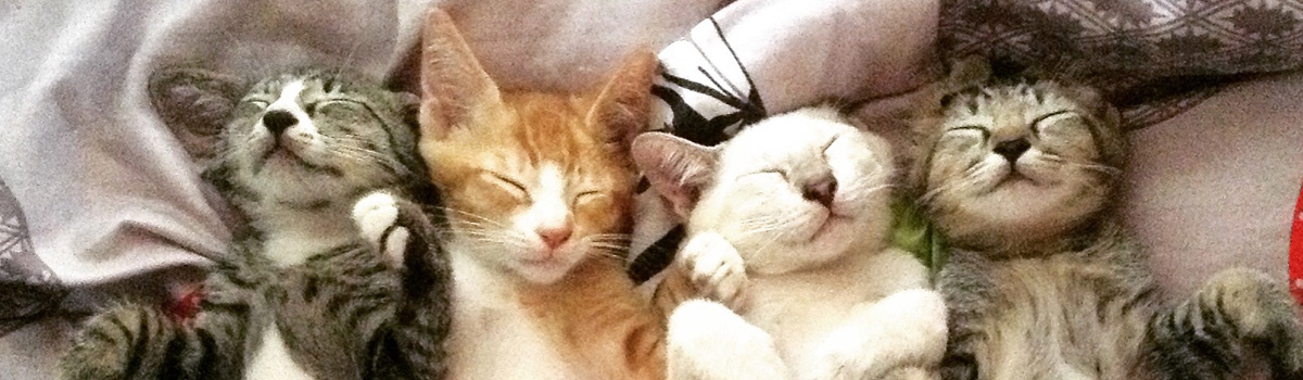 four sleepy kittens