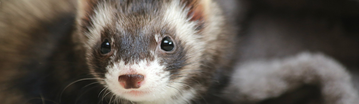 ferret