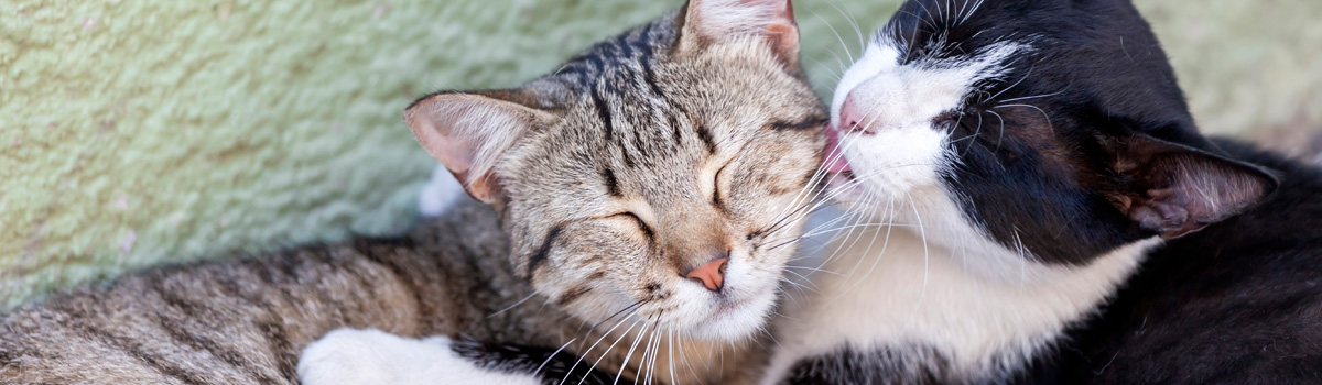 2 cats licking