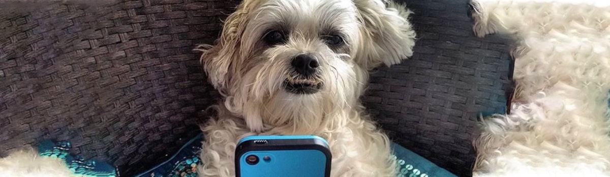 dog holding cell phone