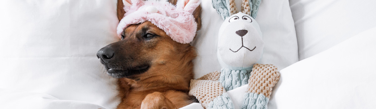 dog sleeping in bed