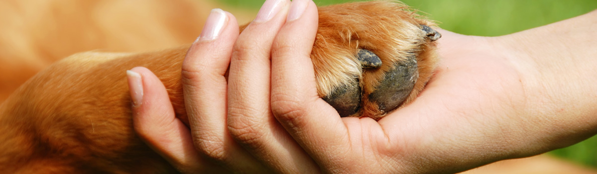 person holding dog paw