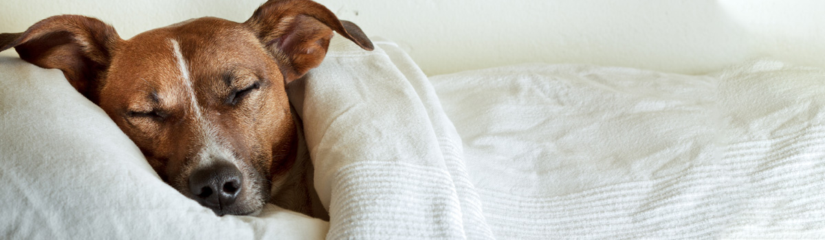 dog sleeping