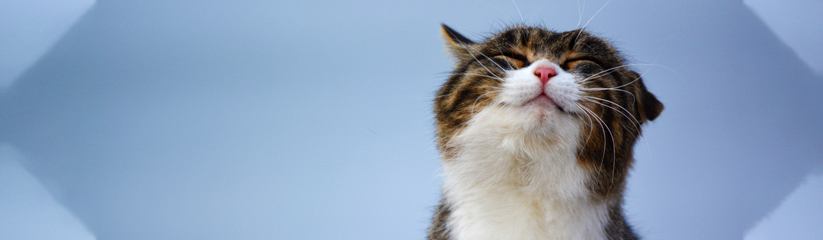 cat smiling