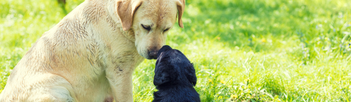dogs touching noses