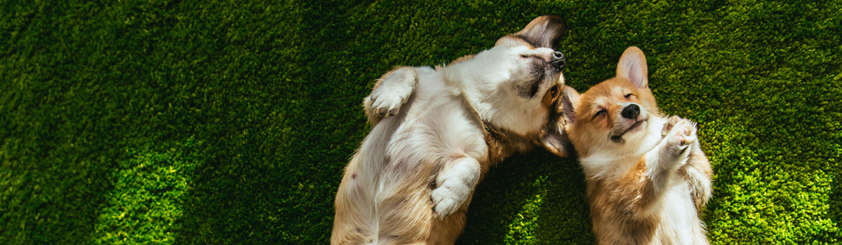 two happy corgi dogs