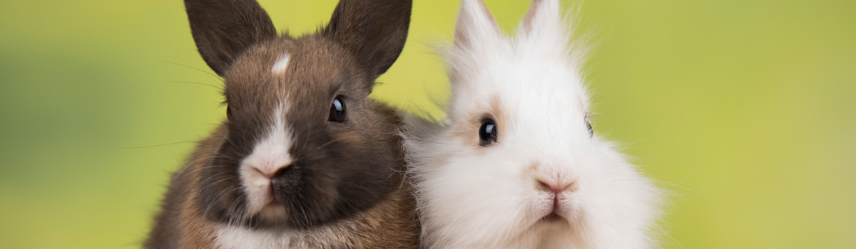 two bunnies