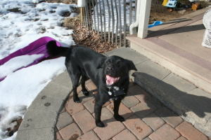 happy lab