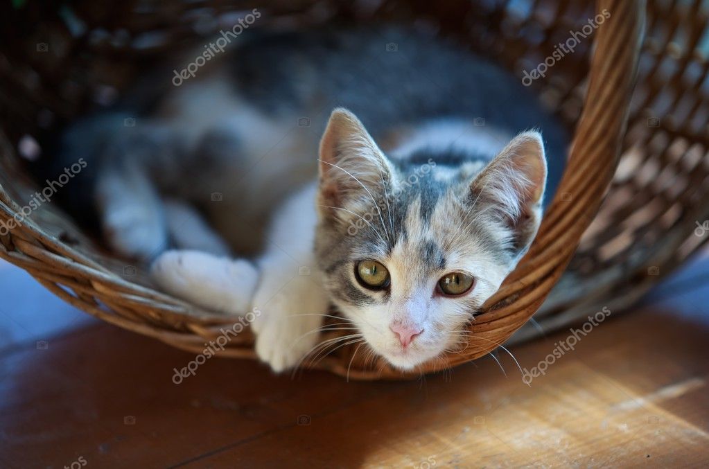 cat in basket