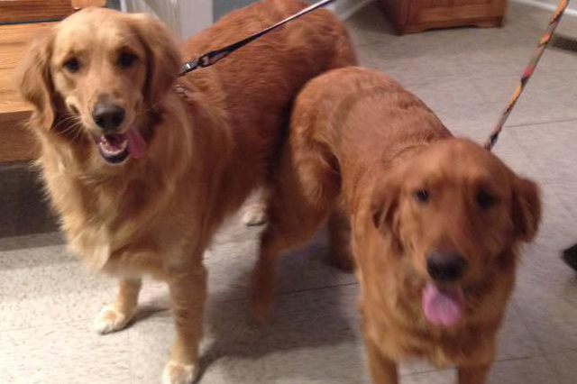 golden retreivers