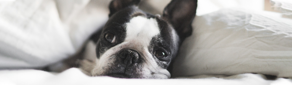 boston terrior