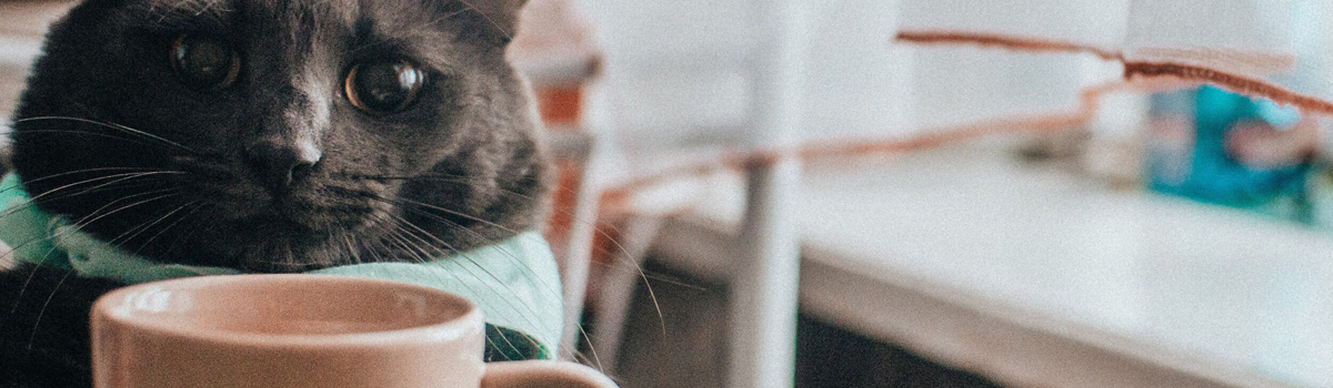 cat with coffee mug